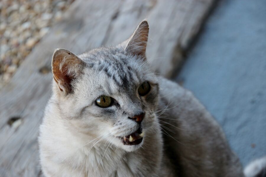 Aggressive behavior in cats